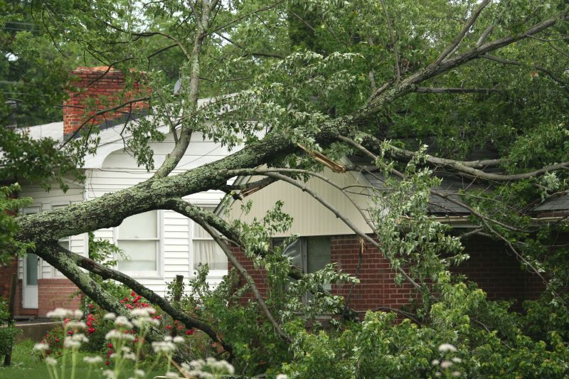 Fallen Tree on Lawn
