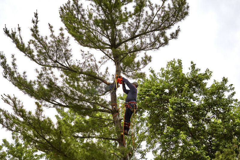 Tree Removal Crew with Safety Gear