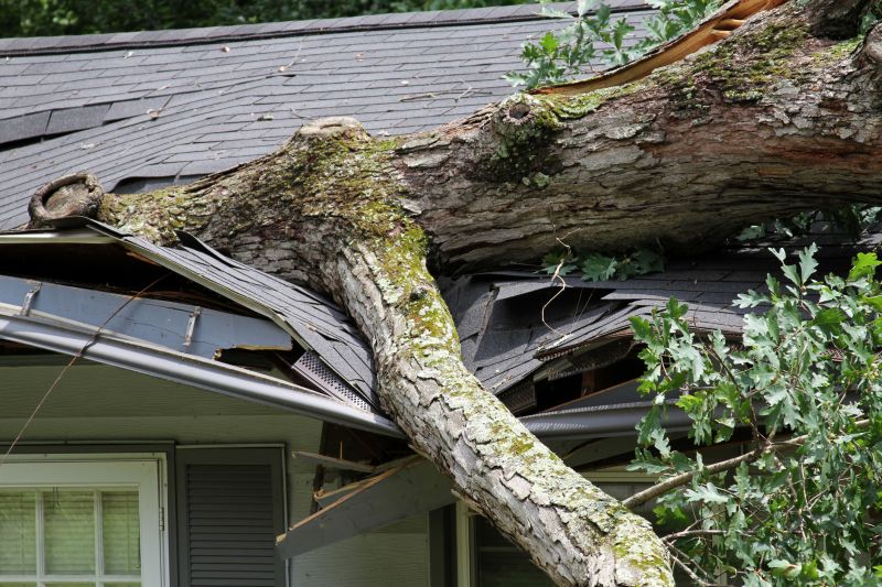 Storm-Related Tree Damage