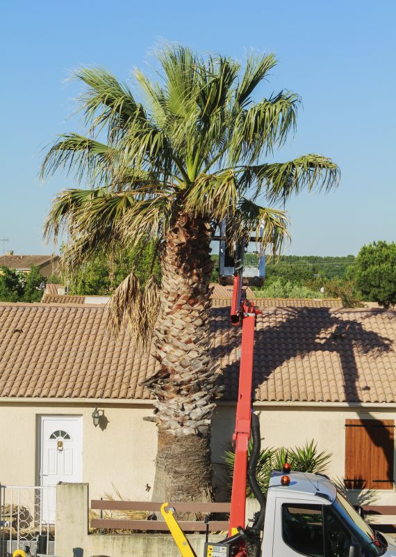 Residential Tree Service