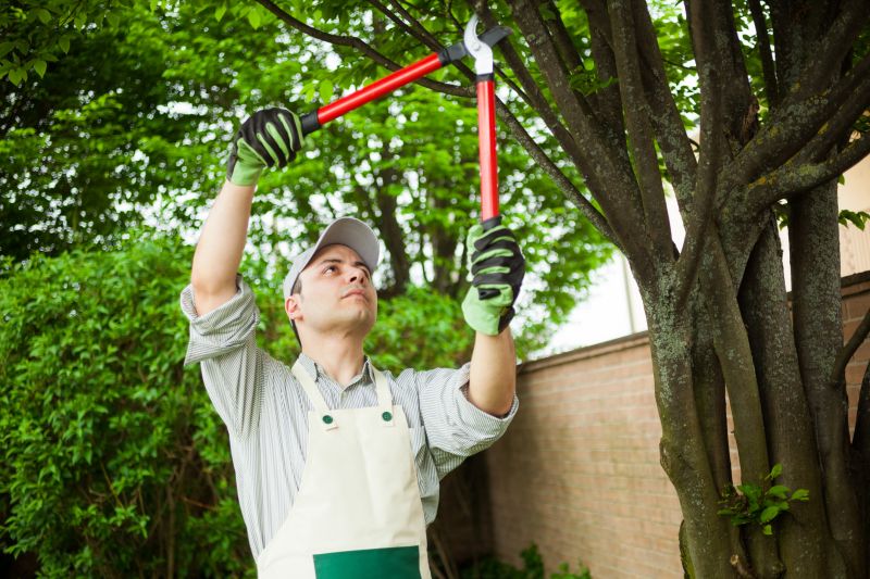 Professional Tree Trimming Equipment