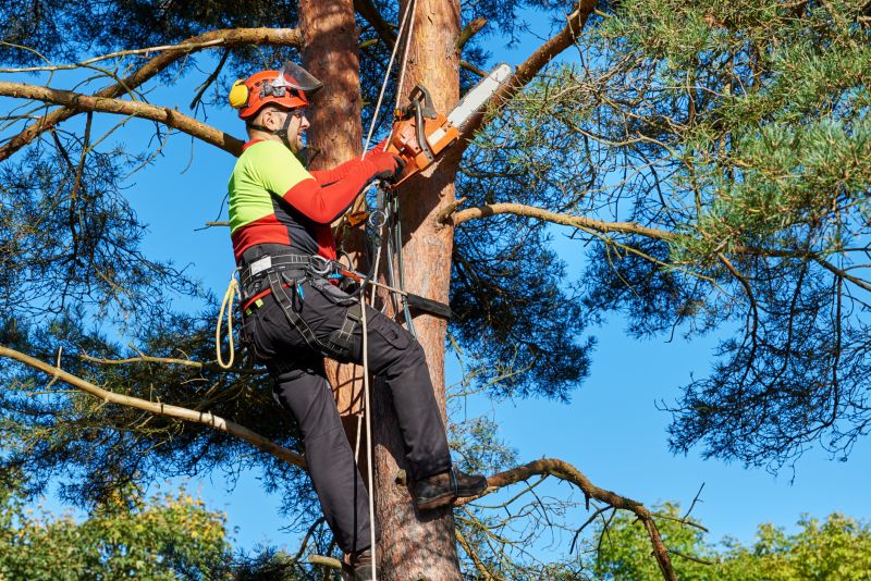 Arborist Performing Pruning