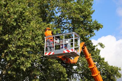 Healthy Tree Maintenance