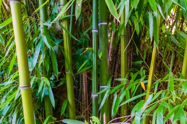 Cost of Bamboo Trimming in Fairfax