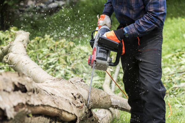 Cost of Branch Removal Service in Fairfax