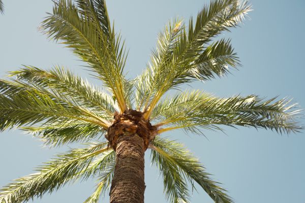 Palm Tree Pruning in Fairfax