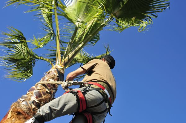 Palm Tree Trimming in Fairfax