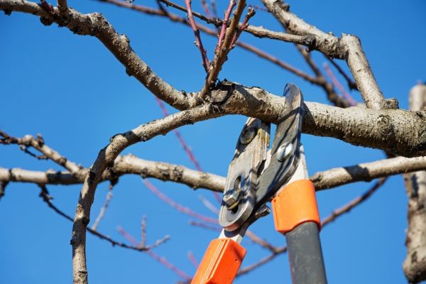 Residential Tree Service in Fairfax