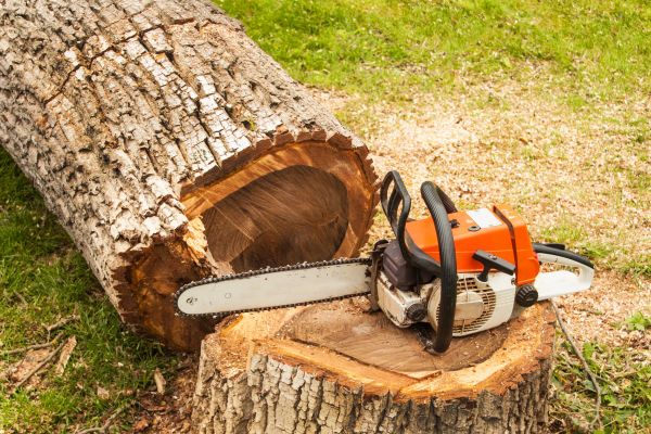 Tree Cutting Service in Fairfax