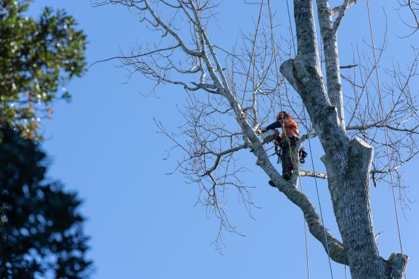 Cost of Tree Topping Service in Fairfax