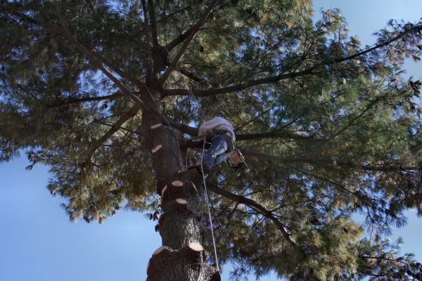 Cost of Trimming Service in Fairfax