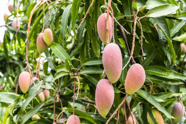 Cost of Mango Tree Trimming in Fairfax