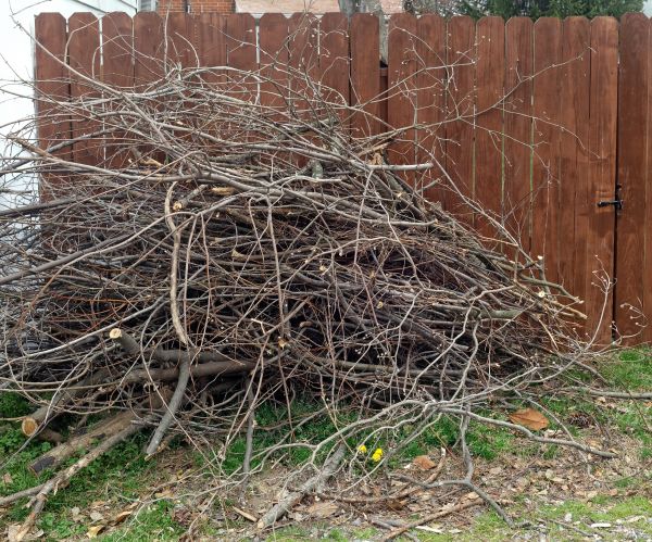 Cost of Dead Branch Removal in Fairfax