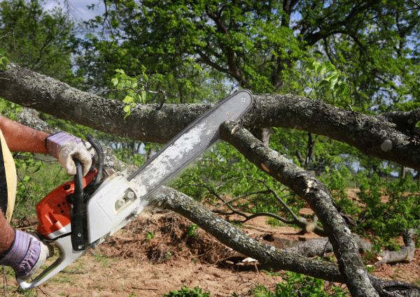 Cost of Tree Branch Cutting in Fairfax
