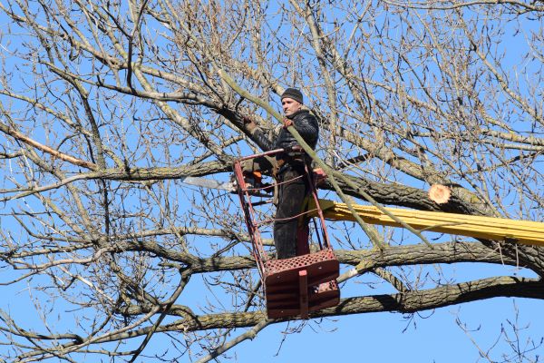 Cost of Emergency Tree Trimming in Fairfax