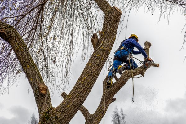 Cost of Tree Maintenance Service in Fairfax