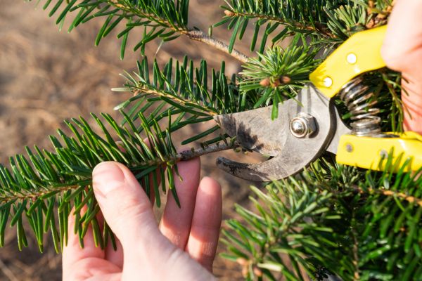 Pine Tree Pruning in Fairfax