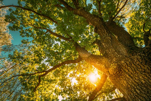Oak Tree Pruning in Fairfax