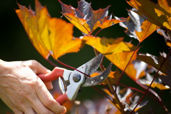 Maple Tree Pruning in Fairfax