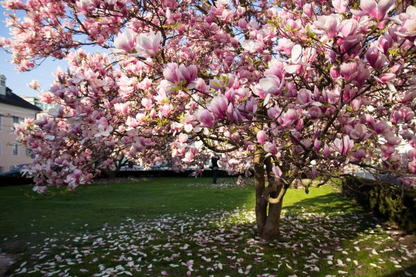 Cost of Magnolia Tree Pruning in Fairfax