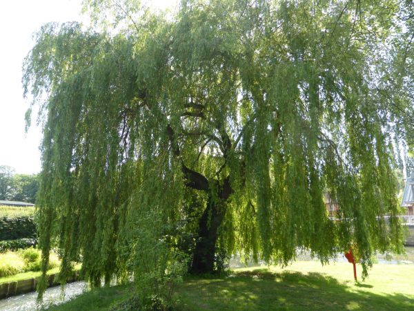 Cost of Willow Tree Trimming in Fairfax