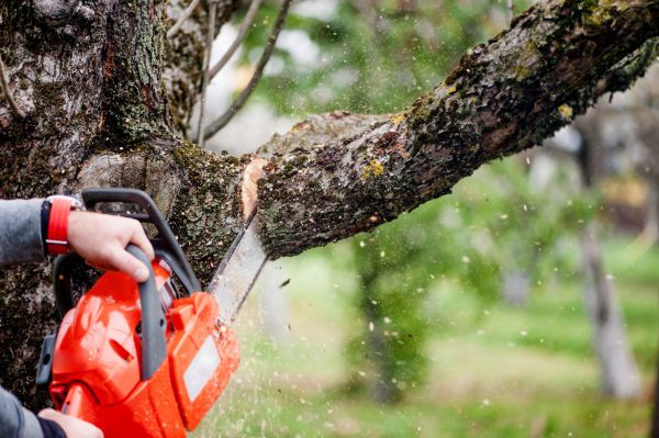 Tree Limbs Removal in Fairfax