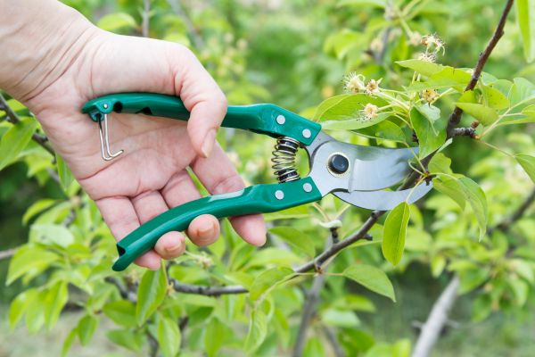 Pear Tree Pruning in Fairfax