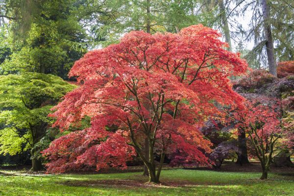 Japanese Maple Pruning in Fairfax