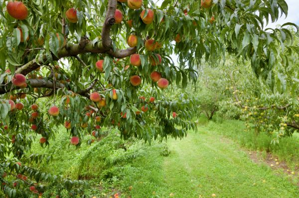 Peach Tree Pruning in Fairfax
