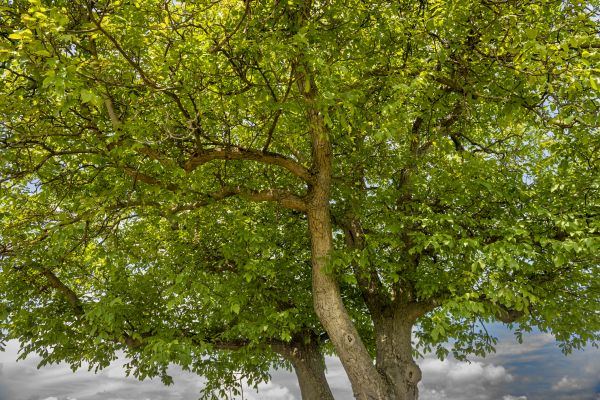 Cost of Walnut Tree Trimming in Fairfax