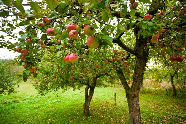 Cost of Apple Tree Pruning in Fairfax