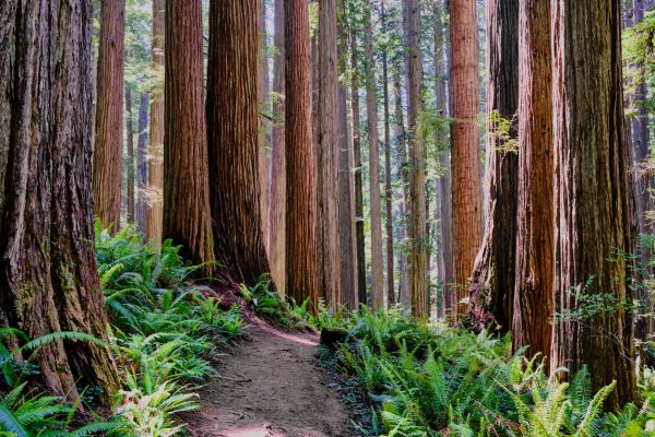 Cost of Redwood Tree Trimming in Fairfax