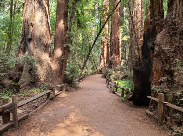 Cost of Redwood Tree Pruning in Fairfax