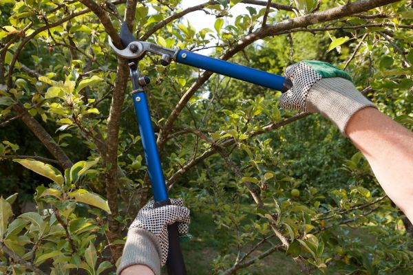Cost of Residential Tree Pruning in Fairfax