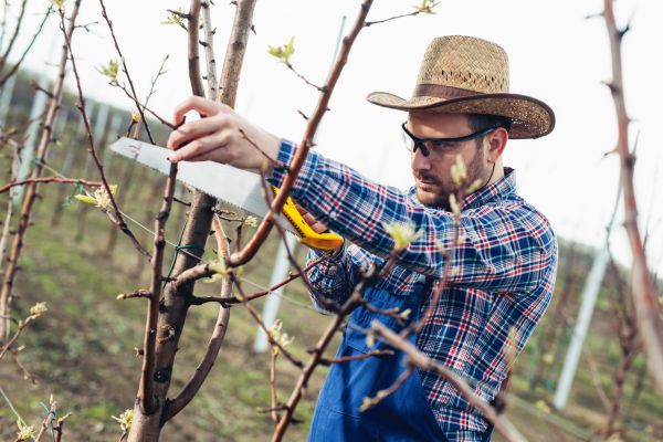 Cost of Orchard Tree Pruning in Fairfax