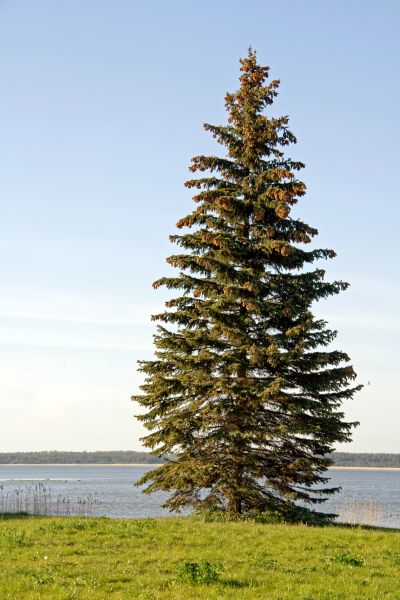 Cost of Spruce Tree Pruning in Fairfax