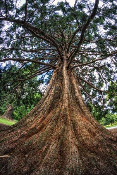 Cost of Cedar Tree Pruning in Fairfax