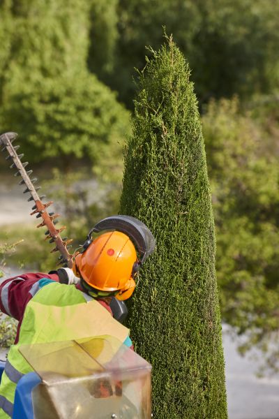 Cost of Cypress Tree Trimming in Fairfax