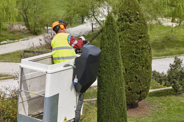 Cost of Cypress Tree Pruning in Fairfax