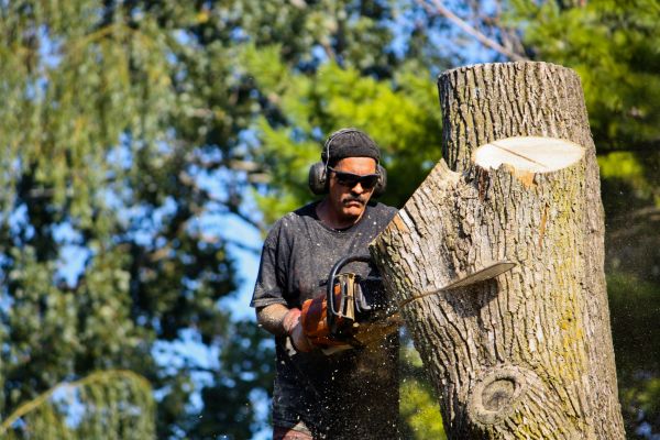 Cost of Ash Tree Pruning in Fairfax