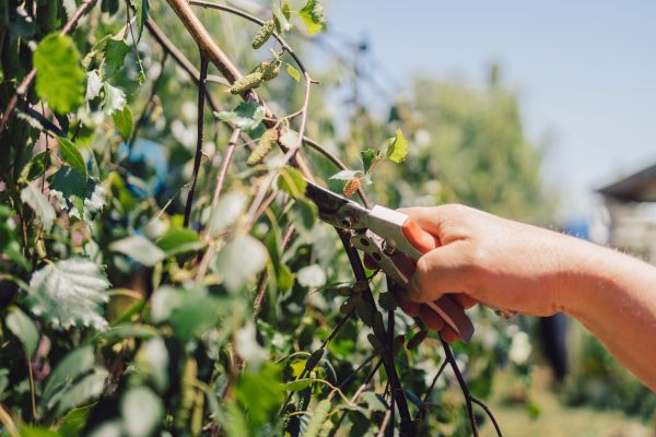 Cost of Birch Tree Pruning in Fairfax