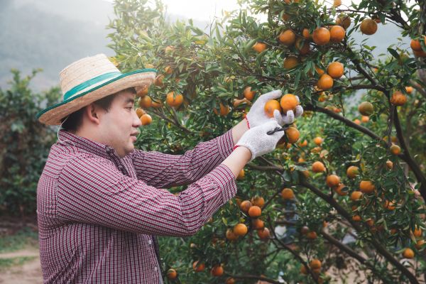 Cost of Orange Tree Pruning in Fairfax