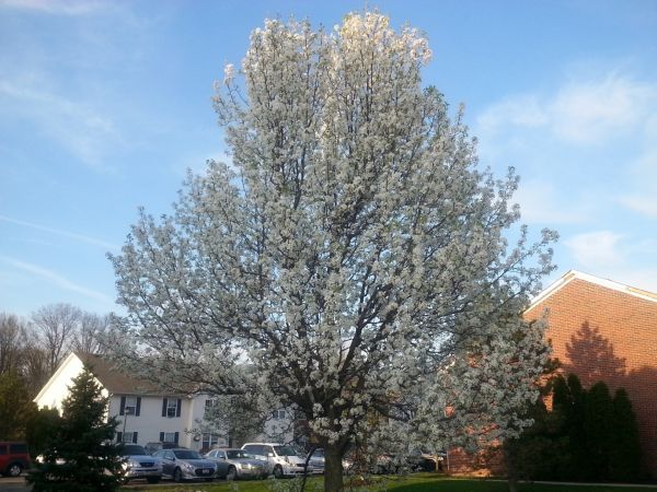Cost of Bradford Pear Tree Pruning in Fairfax