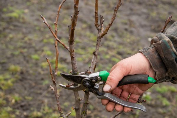 Pear Trees Pruning in Fairfax