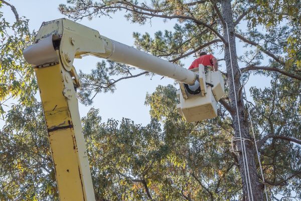 Cost of Limbs Trimming in Fairfax