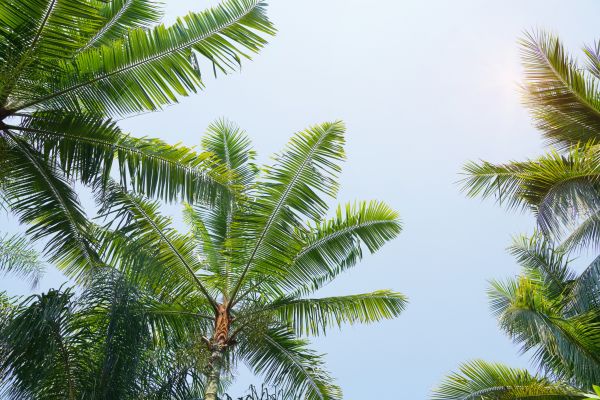 Cost of Queen Palm Tree Trimming in Fairfax