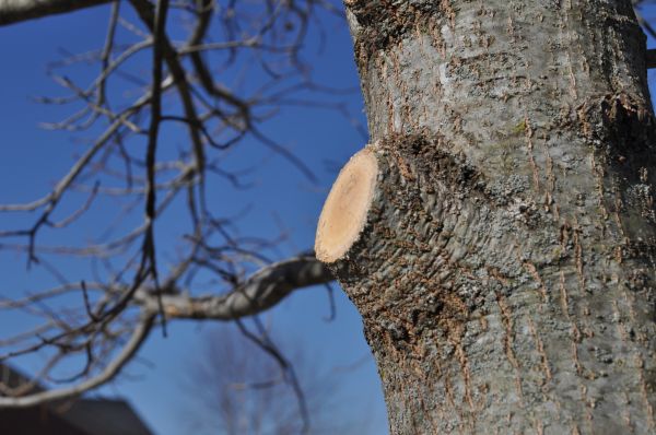 Cost of Limb Pruning in Fairfax