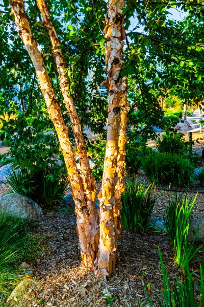 Cost of River Birch Trimming in Fairfax