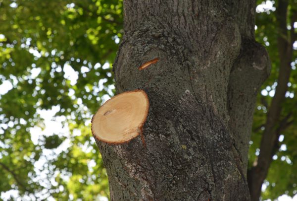 Cost of Limb Cutting in Fairfax