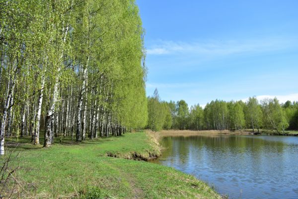 Cost of River Birch Pruning in Fairfax